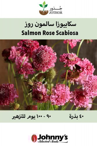 سكابيوزا سالمون روز - Salmon Rose Scabiosa Seed