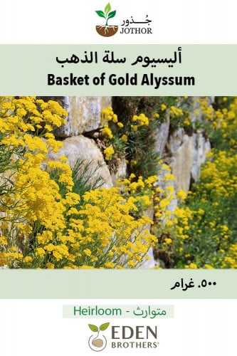 بذور اليسيوم سلة الذهب - Alyssum Basket of Gold Seeds