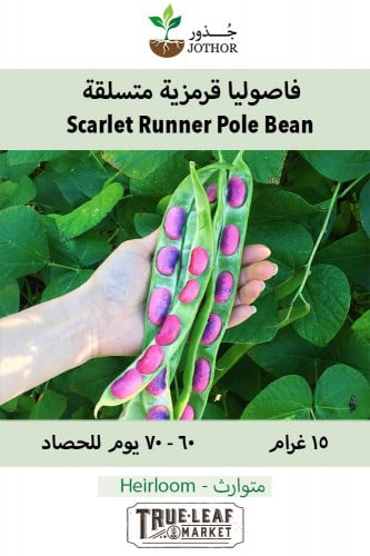 بذور فاصوليا قرمزية - Bean Seeds - Pole - Scarlet Runner