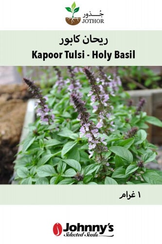 بذور ريحان كابور - Kapoor Tulsi (Holy Basil) Basil Seeds