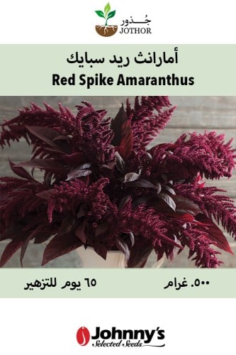 بذور أمارانث ريد سبايك - Red Spike Amaranthus Seed