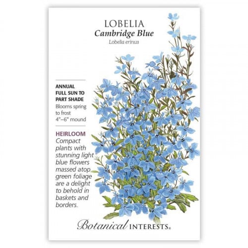 بذور لوبيليا زرقاء - Cambridge Blue Lobelia Seeds