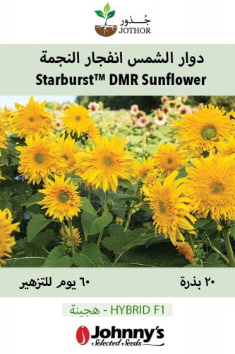 بذور دوار الشمس انفجار النجمة - Starburst™ Greenburst DMR (F1) Sunflower Seed