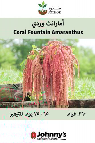 بذور أمارانث وردي - Coral Fountain Amaranthus Seeds