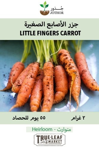 بذور جزر الأصابع الصغيرة - Carrot Little Fingers S...