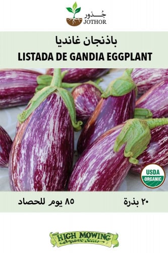 بذور باذنجان غانديا - Listada de Gandia Eggplant S...