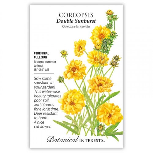 بذور كوريبسيس صفراء - Coreopsis Double Sunburst Seeds