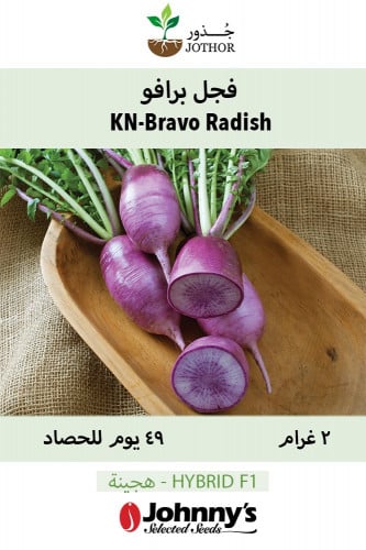 بذور فجل برافو - KN-Bravo (F1) Radish Seeds