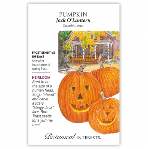 بذور يقطين - Pumpkin Jack O'Lantern Seeds