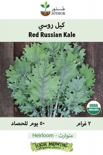 بذور كيل روسي أحمر - Kale Red Russian Seeds