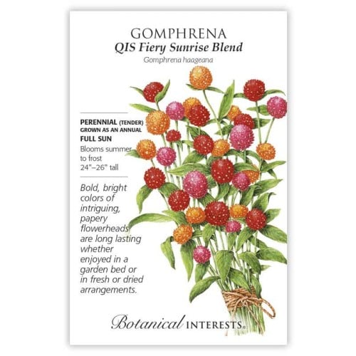 Gomphrena, QIS Fiery Sunrise Blend Gomphrena Seeds