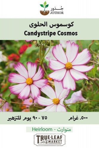 بذور كوسموس كاندي - Candystripe Cosmos Seeds