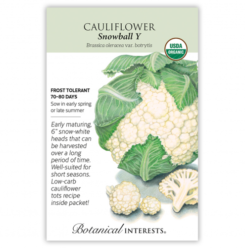بذور قرنبيط الثلج عضوي - Cauliflower Snowball Y Seeds