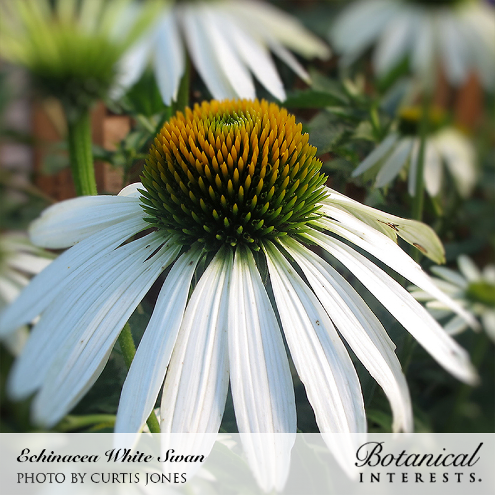 بذور اكنيشيا الوزة البيضاء - Echinacea White Swan Seeds