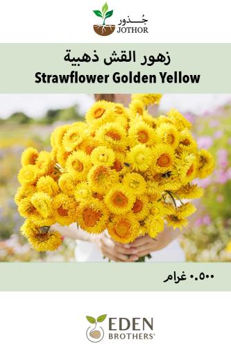 بذور زهور القش ذهبية - Strawflower Golden Yellow Seeds