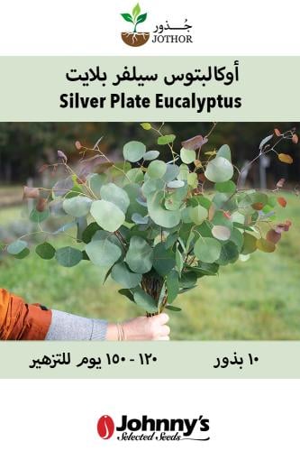 بذور اوكالبتوس سيلفر بلايت - Silver Plate Eucalyptus Seed