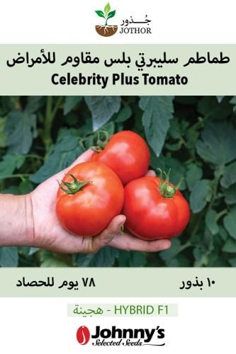 بذور طماطم سيلبرتي بلاس مقاوم للأمراض - Celebrity Plus (F1) Tomato Seed