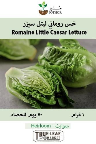 بذور خس ليتل سيزر - Romaine - Little CaesarLettuce Seeds -
