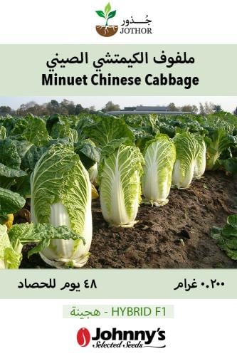 بذور ملفوف الكيمتشي الصيني - Minuet (F1) Chinese Cabbage Seeds