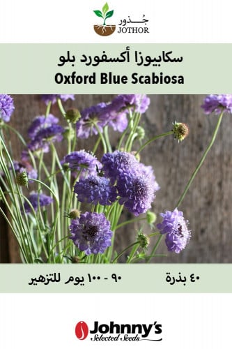 سكابيوزا اكسفورد بلو - Black Knight Scabiosa Seed