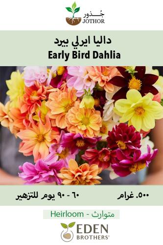 بذور داليا ايرلي بيرد - Early Bird Dahlia Seeds