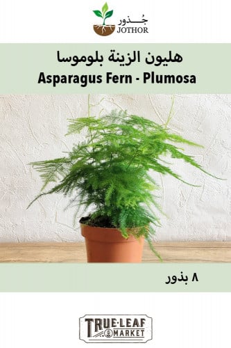 بذور هليون الزينة بلموسا - Asparagus Fern Plumosa Seeds