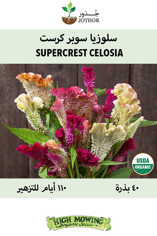 Supercrest Celosia