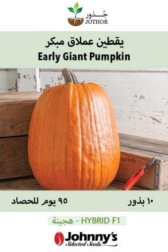 بذور يقطين عملاق ومبكر - Early Giant (F1) Pumpkin Seed