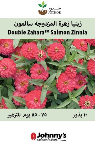 بذور زينيا زهرة مزدوجة سالمون - Double Zahara™ Salmon Zinnia Seed