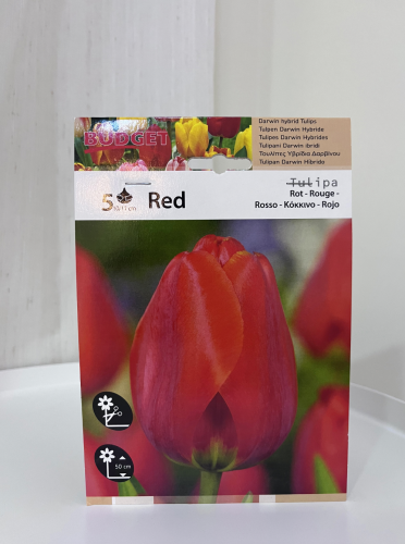 ابصال شتوية توليب أحمر - tulip