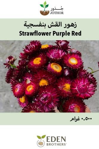 بذور زهور القش بنفسجية - Strawflower Purple Red Seeds