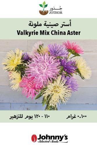 بذور أستر صينية ملونة - Valkyrie Mix China Aster Seed