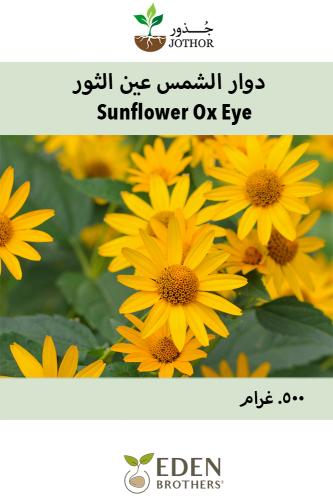 بذور دوار الشمس عين الثور - Ox Eye Sunflower Seeds