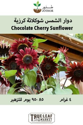 بذور دوار الشمس شوكلاتة كرزية - Sunflower Seeds - Chocolate Cherry