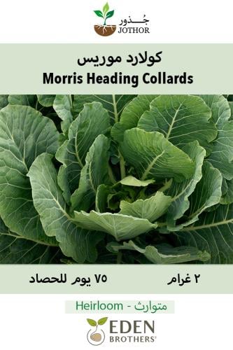 بذور كولارد موريس - Collards Morris Heading Seeds