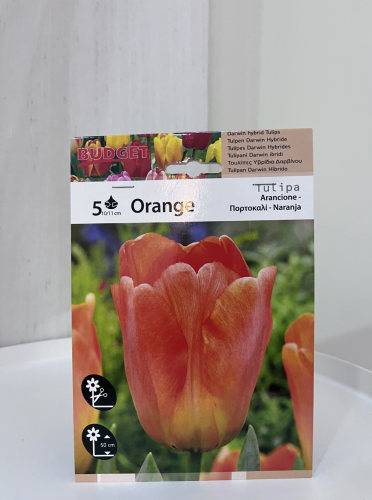 ابصال شتوية توليب برتقالي - tulip