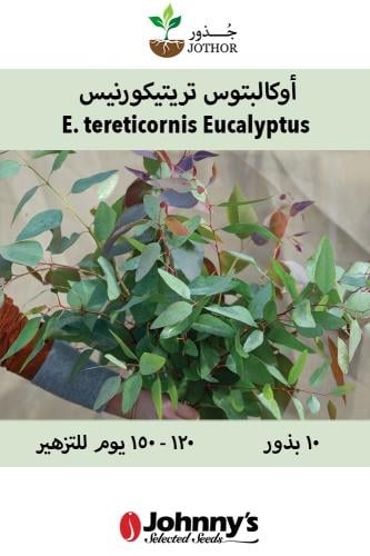 بذور اوكالبتوس تريتيكورنيس - E. tereticornis Eucalyptus Seed