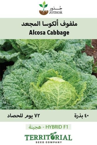 بذور ملفوف ألكوسا - Alcosa (F1) Cabbage Seeds