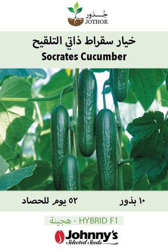 بذور خيار سقراط ذاتي التلقيح - Socrates Cucumber S...