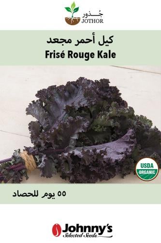 بذور كيل احمر مجعد - Frise Rouge Kale Seeds