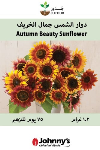 بذور دوار الشمس جمال الخريف - Autumn Beauty Tall Sunflowers Seeds