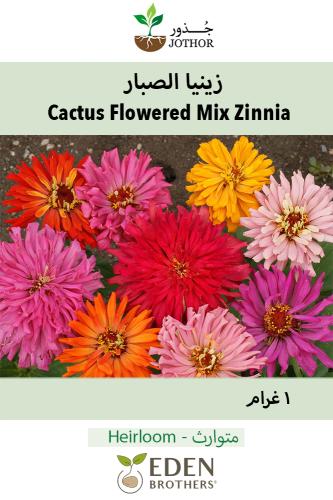 بذور زينيا الصبار الملونة - Cactus Flowered Mix Zinnia Seeds