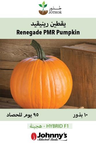 بذور يقطين رينيقيد - Renegade PMR (F1) Pumpkin See...