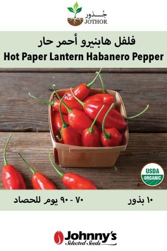 بذور فلفل هابنيرو الأحمر حار - Hot Paper Lantern Organic Habanero Pepper Seeds
