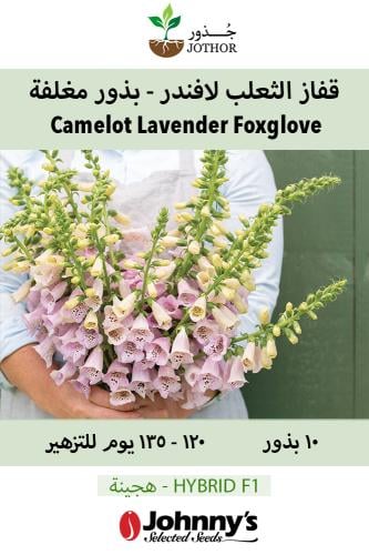 بذور قفاز الثعلب لافندر - بذور مغلفة - Camelot Lavender Pelleted (F1) Digitalis Seed