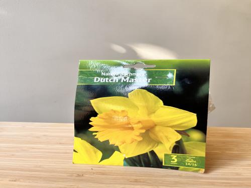 أبصال شتوية نرجس - Narcyz