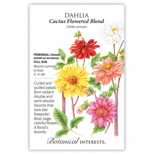 بذور داليا الصبار - Dahlia Cacuts Blend Seeds