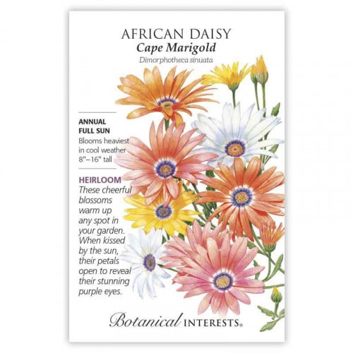 بذور اقحوان افريقية - African Daisy Cape Marigold Seeds