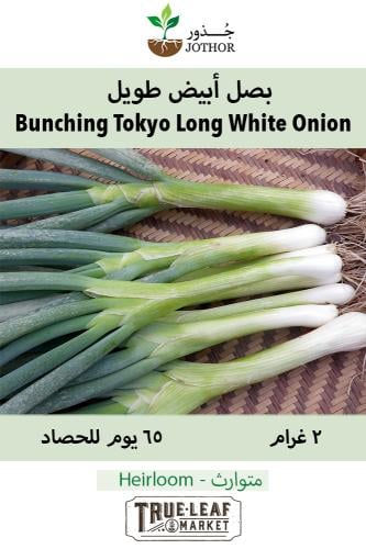 بصل أبيض طويل - Bunching - Tokyo Long White Onion Seeds