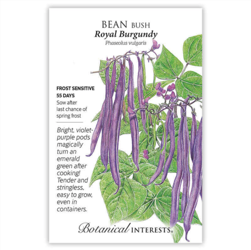 بذور فاصوليا برغندي - Bean Bush Royal Burgundy Seeds